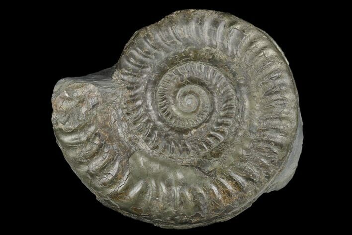 Jurassic Ammonite (Hildoceras) - England #181880
